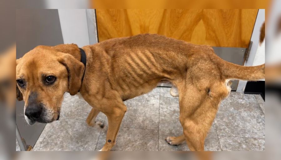 Sound Beach Couple Accused of Starving Dog, Keeping It Confined to Crate